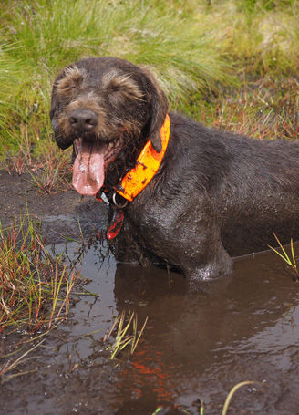 Gollum, GWP, enjoying a mud bath