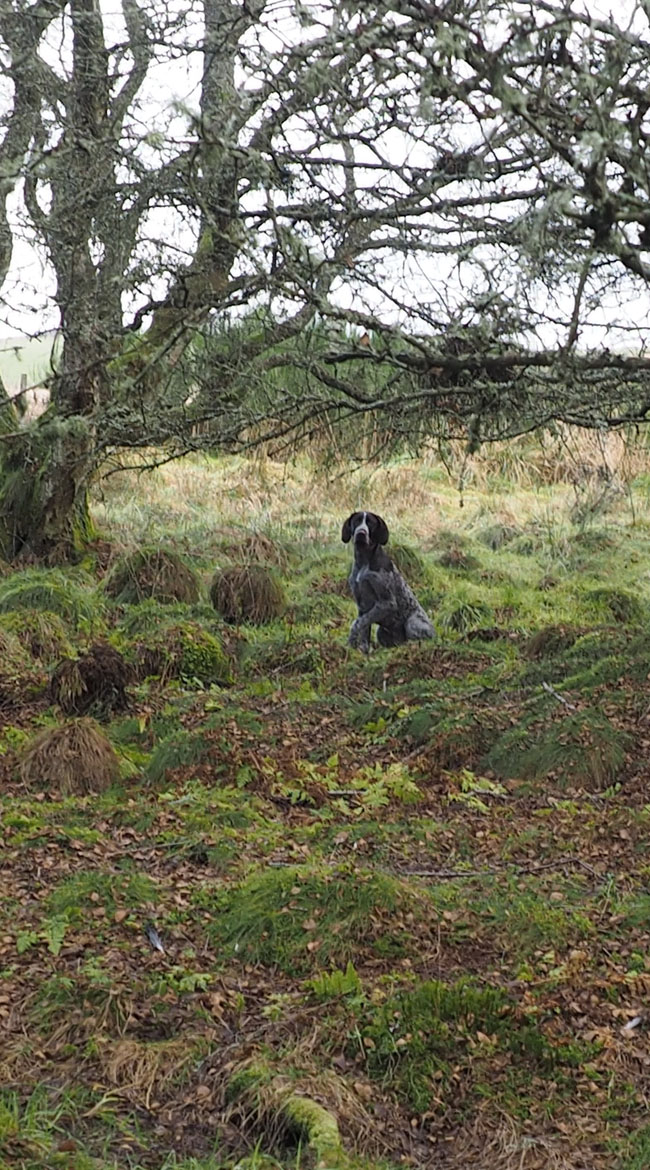 Pontus sitting, looking a bit forlorn in the middle of the woods.