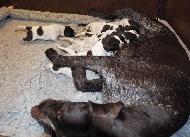 With 8 teats and 9 pups, you got to be there in time.