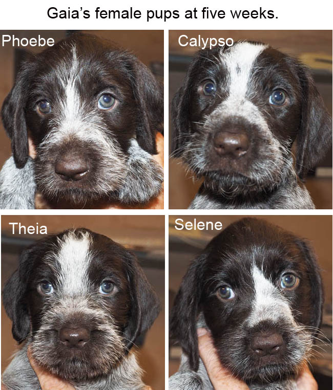 Gaias female pups at five weeks Blog copy