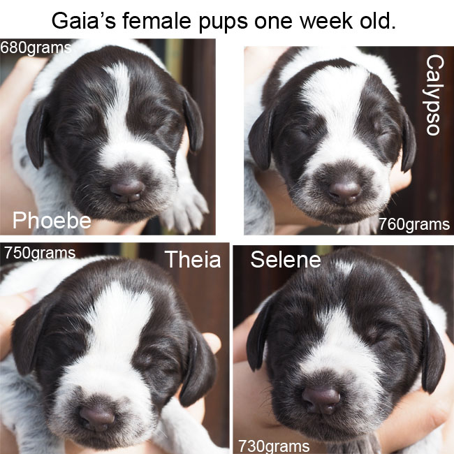 Gaias female pups one week old 