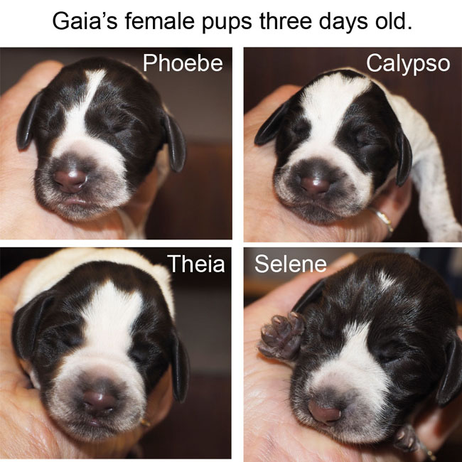 Gaias female pups three days old copyxxxxBlog