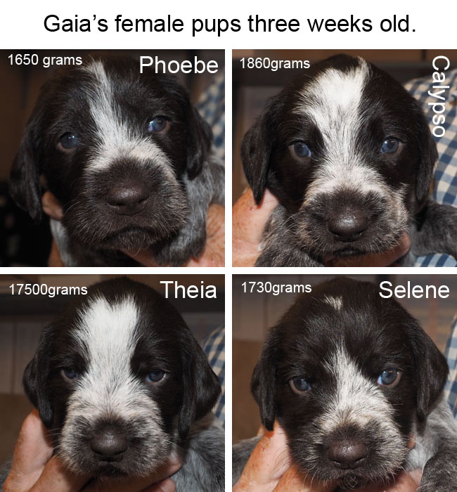 Gaias female pups three weeks old Blog copy