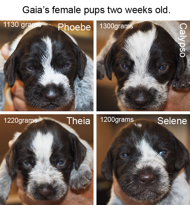 Gaias female pups two weeks old copy Blog