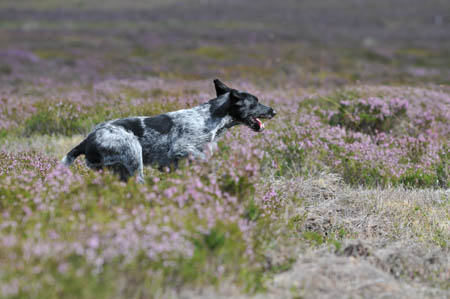 Tippex hunting in the heather