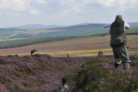 As soon as the bird is in the air, the dog must sit!