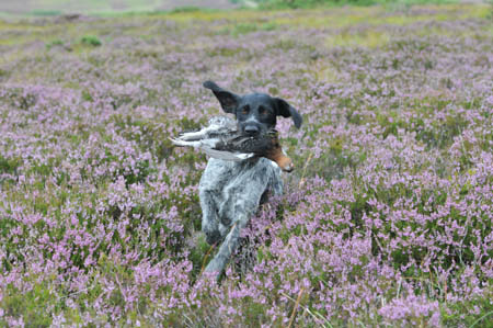 A retrieve, gently straight to hand insures the best bird for the table.