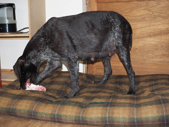 Gaia on a Tuffies dog bed eating her cow bone.