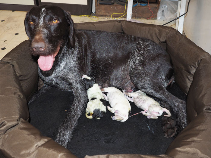 Three pups born in the nest.