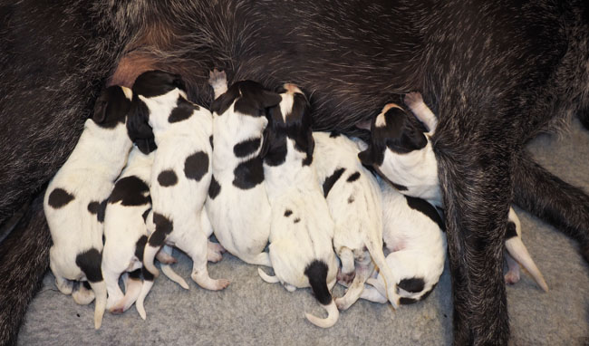 The final count of nine pups.