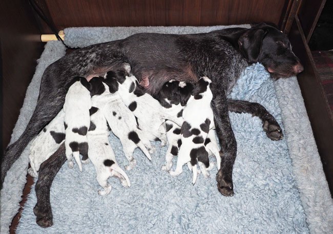 Gaia feeding 9 greedy pups.
