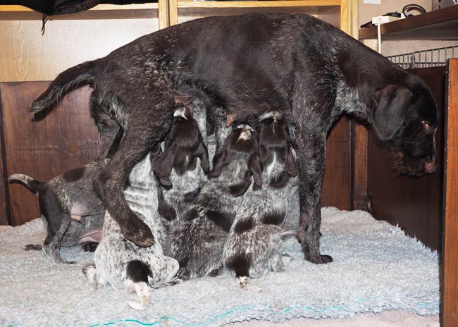 Gaia feeding her pups standing up for half a minute.