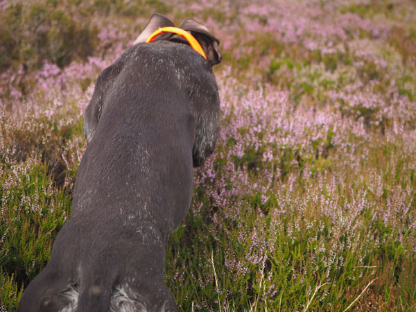 Gaia leaps in to the heather to flush the birds.