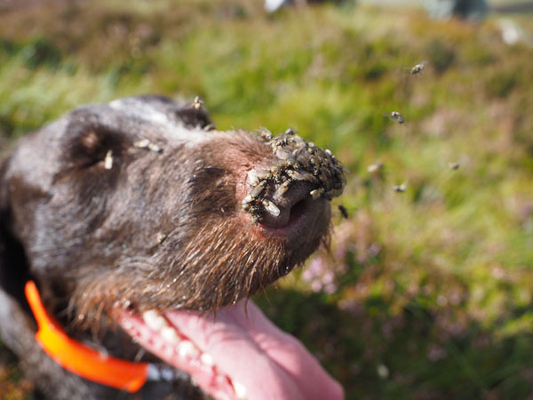 Dog with a SWARM of flies on its nose.
