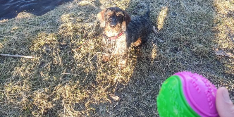 Gerry Fixated on the Rubber Ball