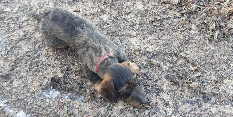 Gerry Flattening Out After Noticing Another Dog