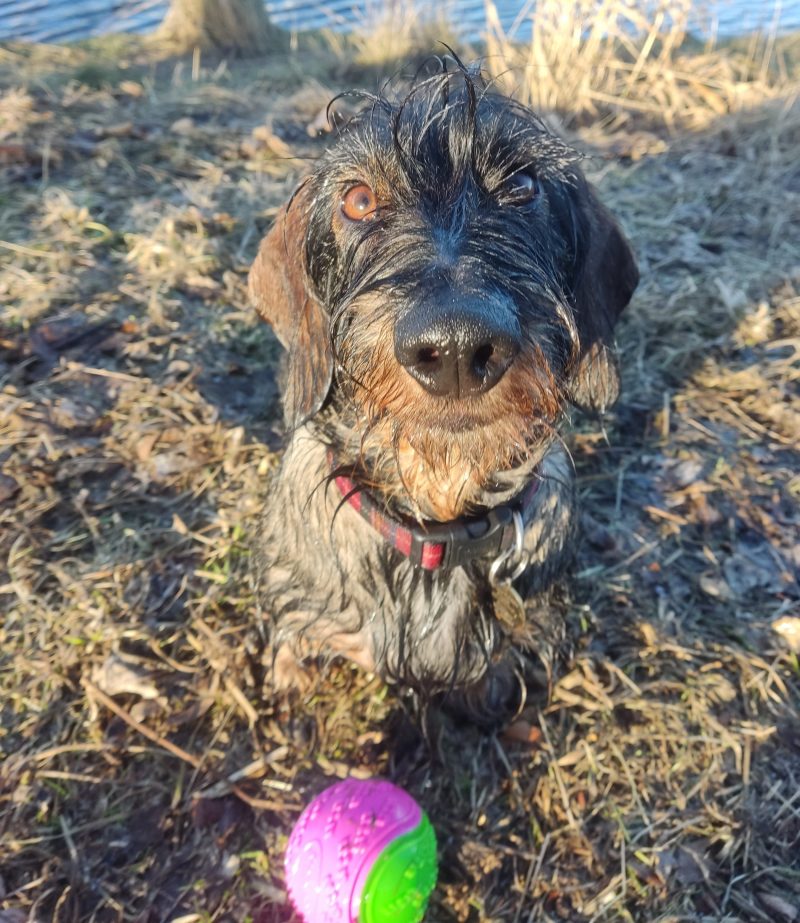 Gerry with his Favourite Squeaky Ball