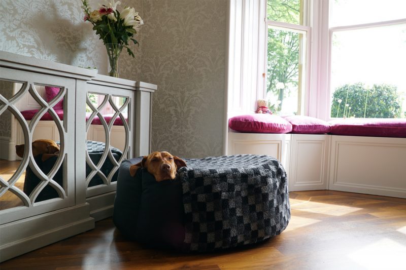 Dog Resting in Nest Dog Bed - Do Not Disturb!