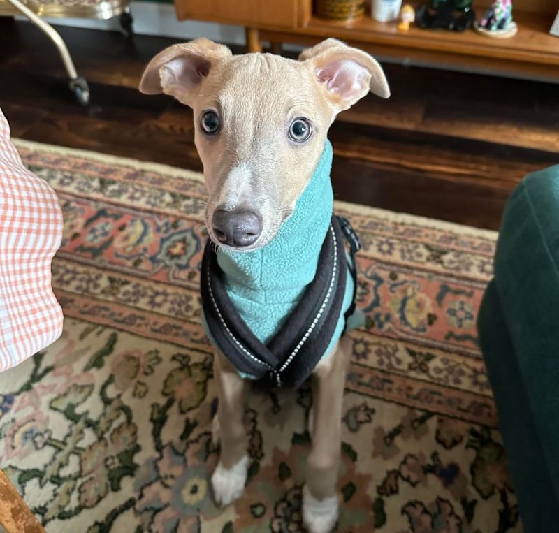 Wally Waiting Patiently - Whippet Puppy