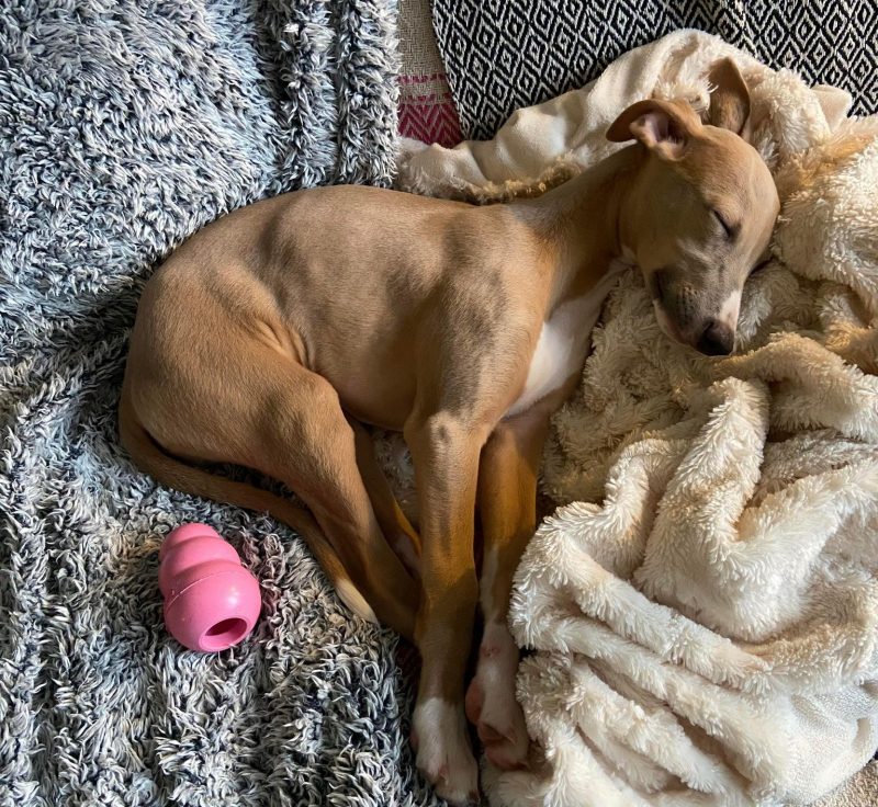 Wally Sleeping Next to his Kong - Whippet Puppy