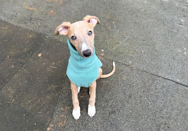 Wally Sitting Nicely - Whippet Puppy