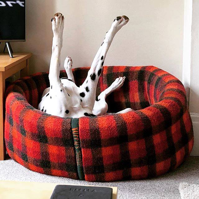 Dalmation Content in his Nest Dog Bed