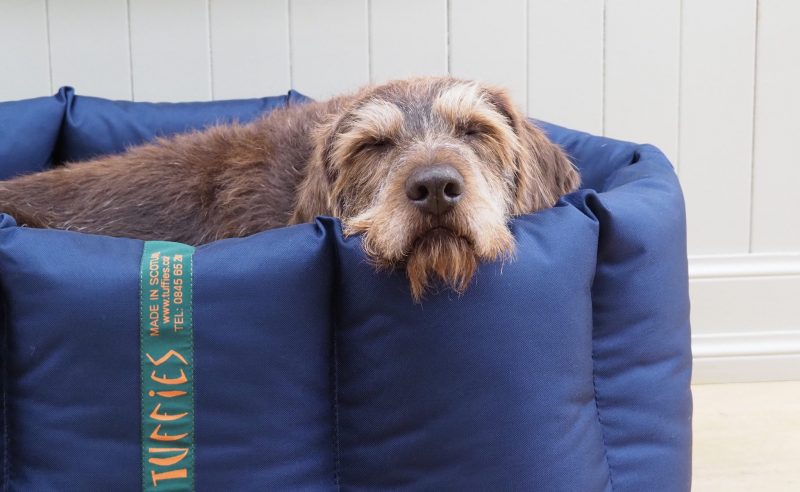 GWP Gollum asleep in his Nest Dog Bed