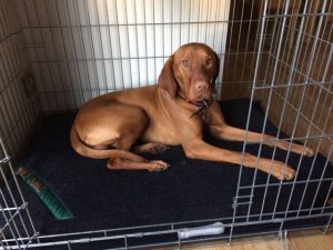 Bespoke Dog Bed for a Crate