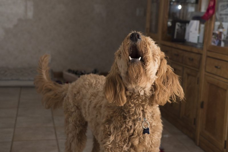 Dog Barking at the Postie