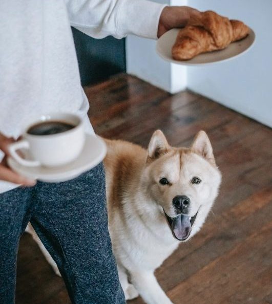 Dog begging for Croissant and Coffee