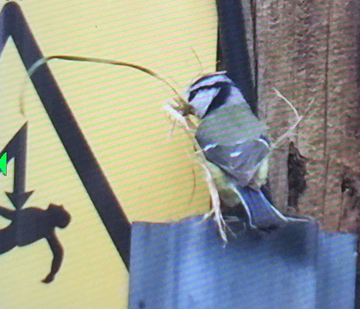 Blue tit with big piece of grass for the nest.