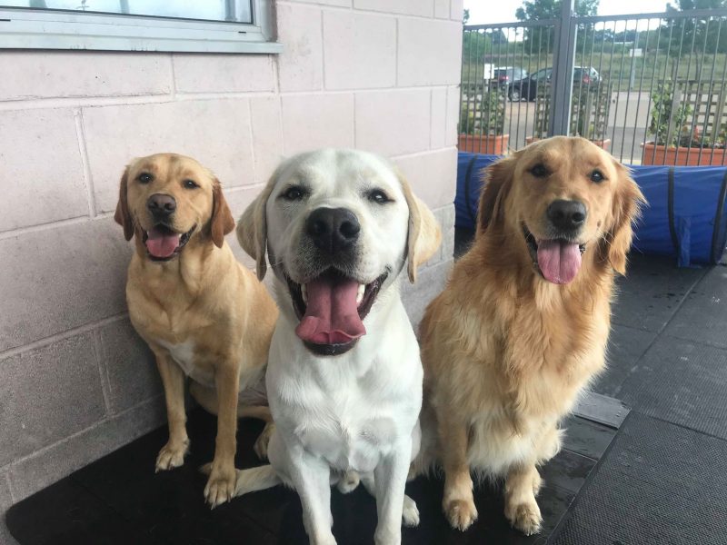 3 happy guide dogs sitting patiently