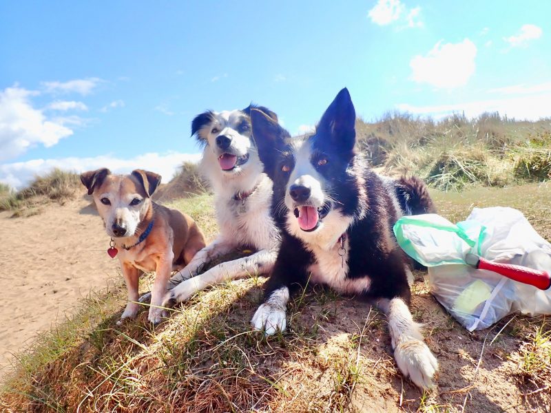 3 Dogs Enjoying Litter Picking in the Dunes (Claire Britten)