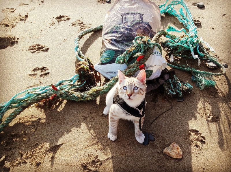 Haku the Cat Litter Picking on the Beach (Constance Morris)