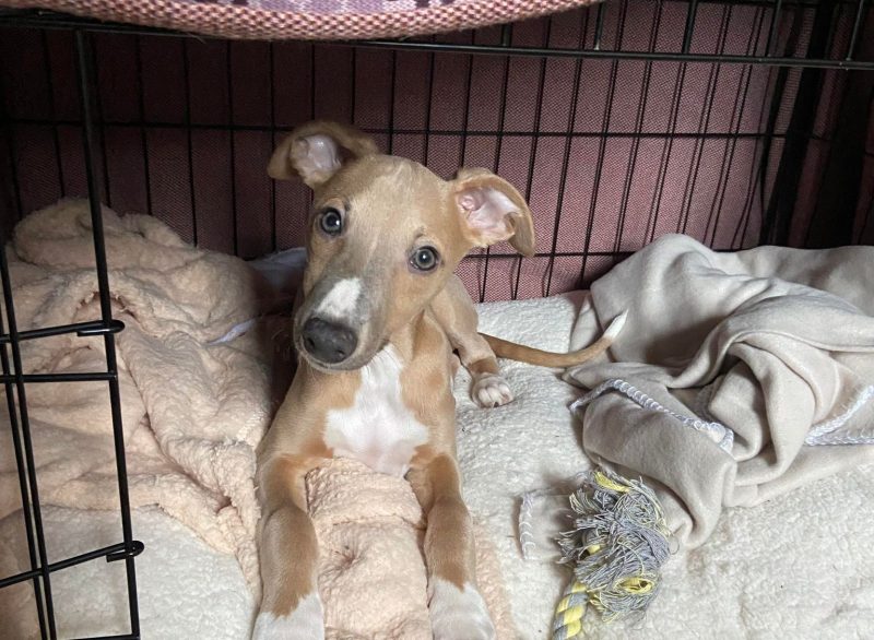 Wally in his Crate - Whippet Puppy