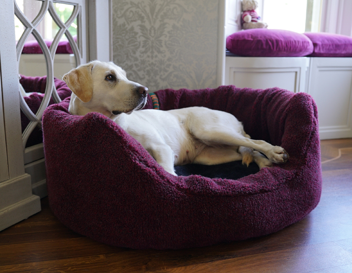 Labrador in Easy Access Nest with full cover.