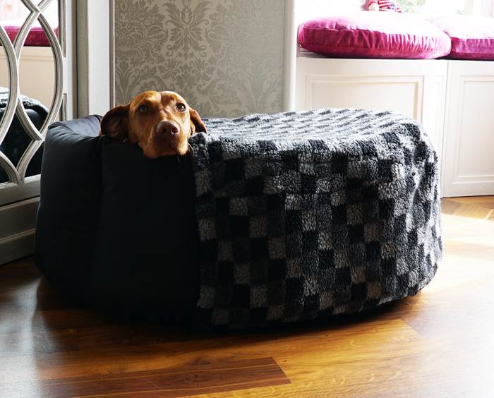 Vizsla cosy in her nest with a nest sock.