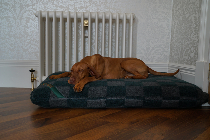 Sleepy Viszla on a bed with Luxury Fleece cover.