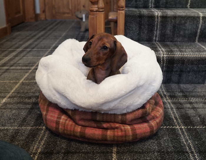 Mini Dachound in Mini Wolf Den.