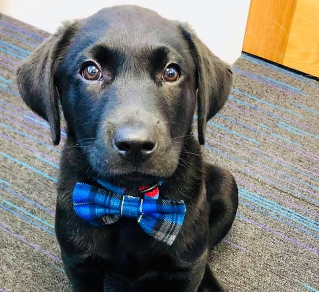 Dexter the black Labrador with his bowtie