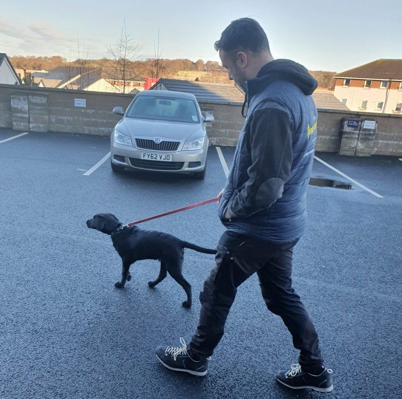 Black Labrador Dexter on a Lead Outside