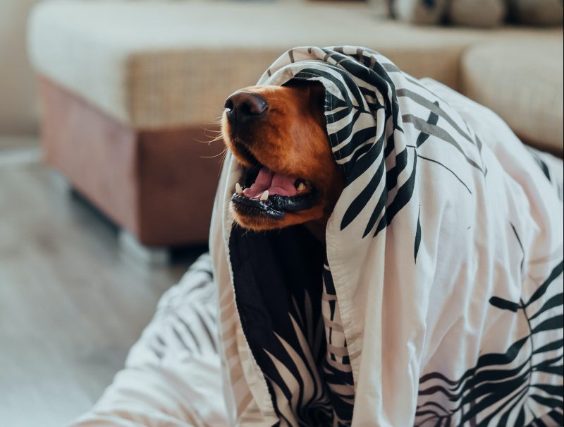 Dog Barking Under Duvet