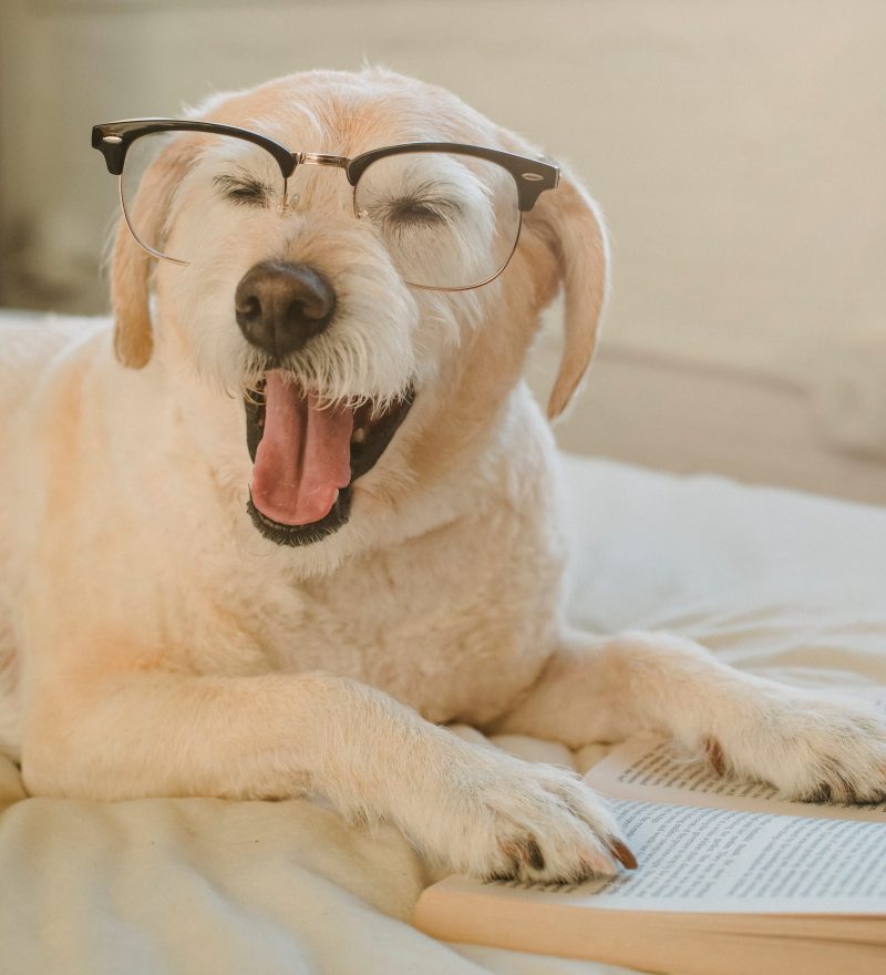 Dog with Glasses on Reading a Book