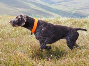 German Wirehaired Pointer, Gaia, on point on grouse