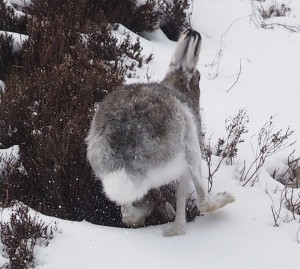 White mountain hare running in the snow