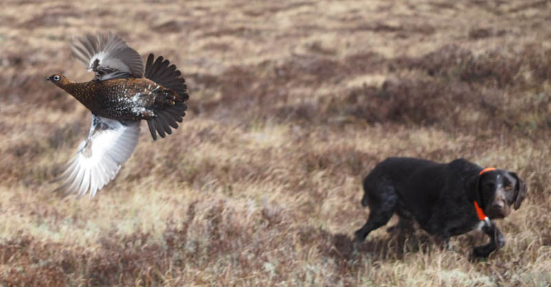 Gaia flushing a grouse.