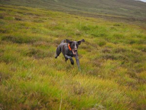 Gaia runs on the moor