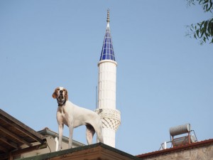 English Pointer on a roof in Turkey with mosque