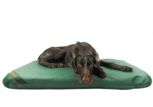 gaia-on-a-waterproof-dog-bed