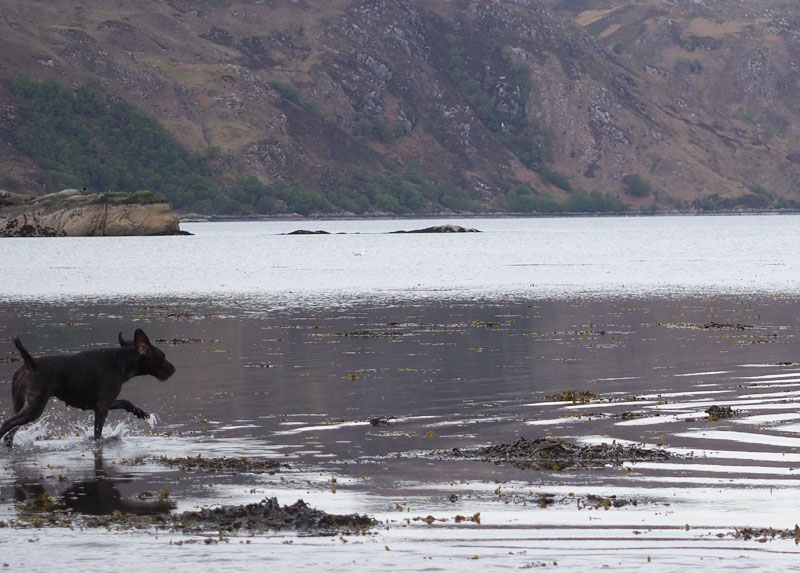 Gaia running in the water.